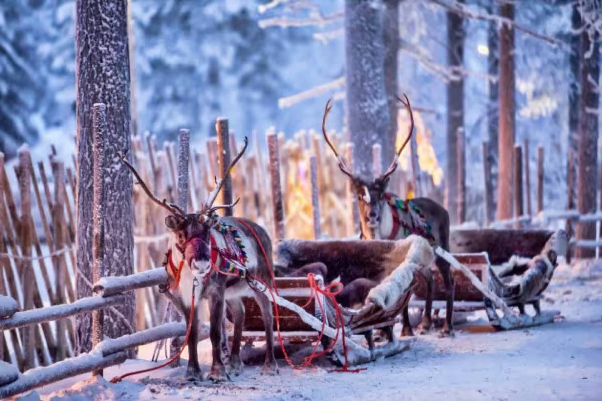 Come si chiamano le renne di Babbo Natale i nomi