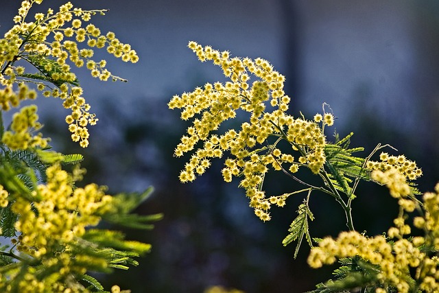 Come conservare a lungo la mimosa recisa