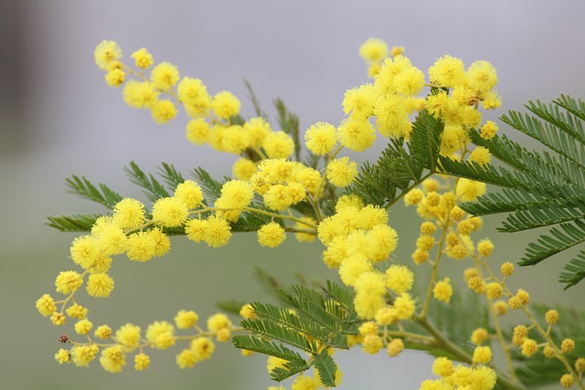 Quanto dura la mimosa