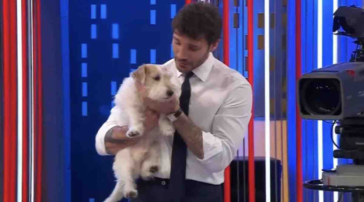 Gennarino cane Affari tuoi: razza, età e dove lo abbiamo già visto in Tv
