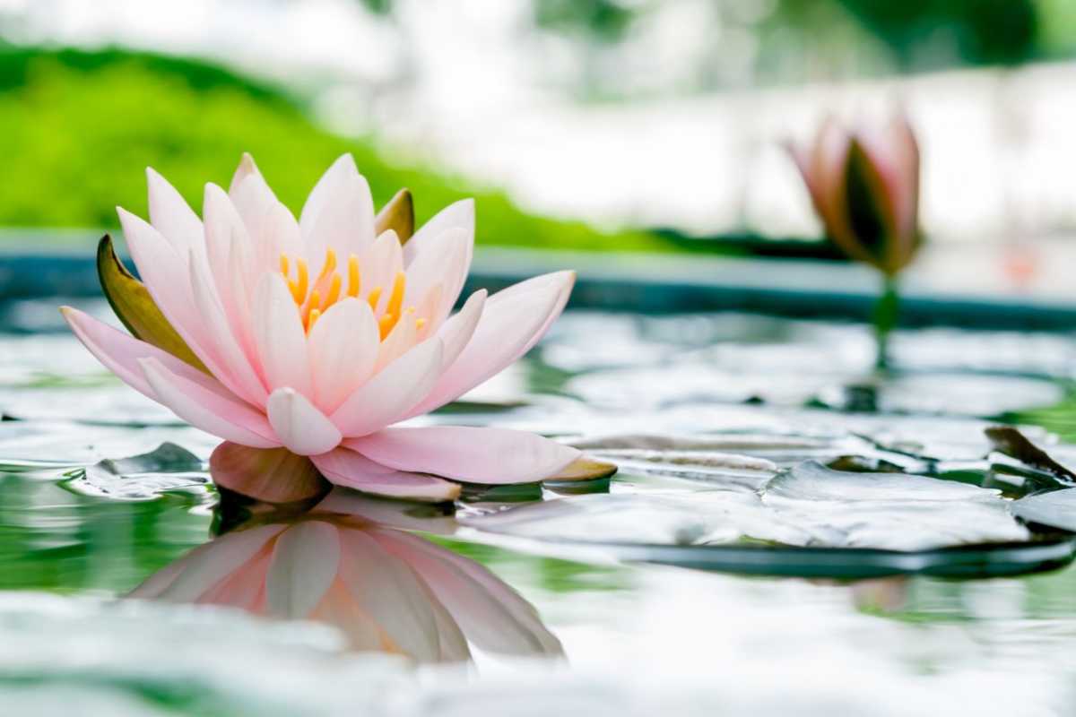 fiori di loto