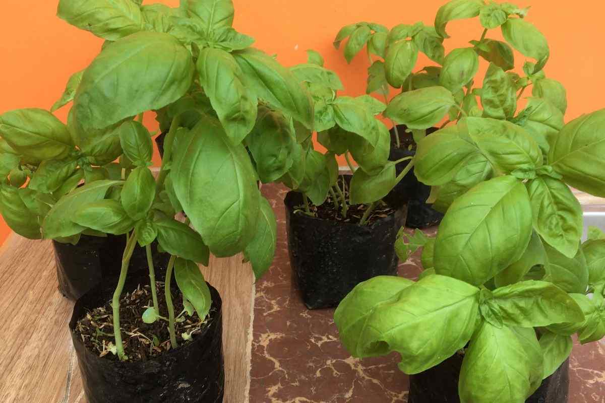 spezie, scopri come coltivarle sul tuo terrazzo