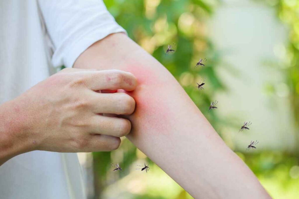 Allarme zanzare, quali funzionano veramente: così non sbagli